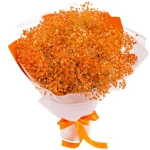 Гипсофилы оранжевые